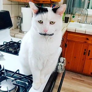 Гэри кот в Instagram